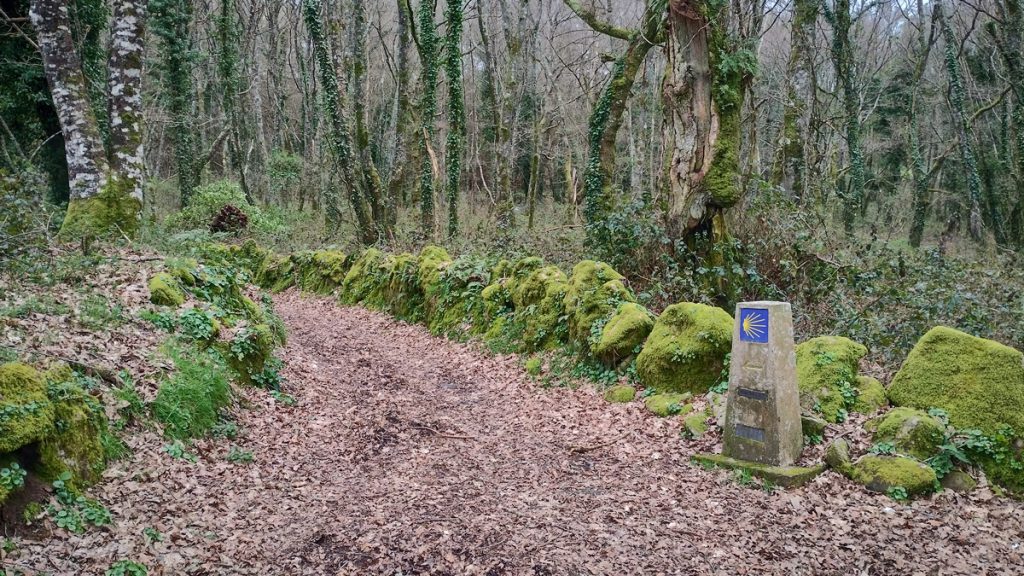 Mojón del Camino de Santiago Primitivo en una zona de bosque en Galicia