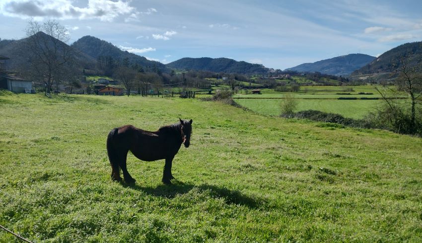 Un caballo en el valle del Nonaya, Camino Primitivo, Asturias