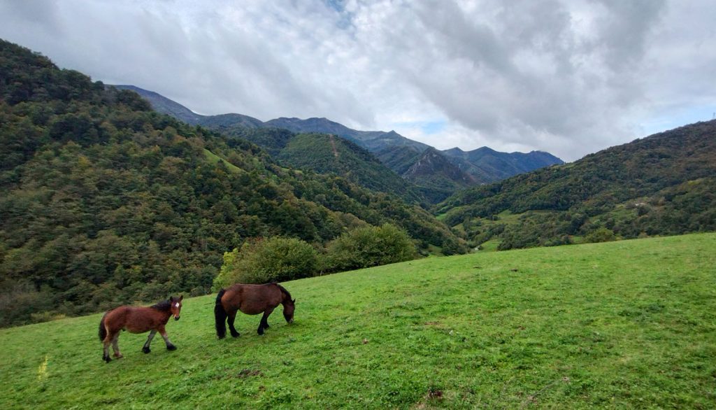 Caballos pastando con un fondo de montañas en el Camino del Salvador