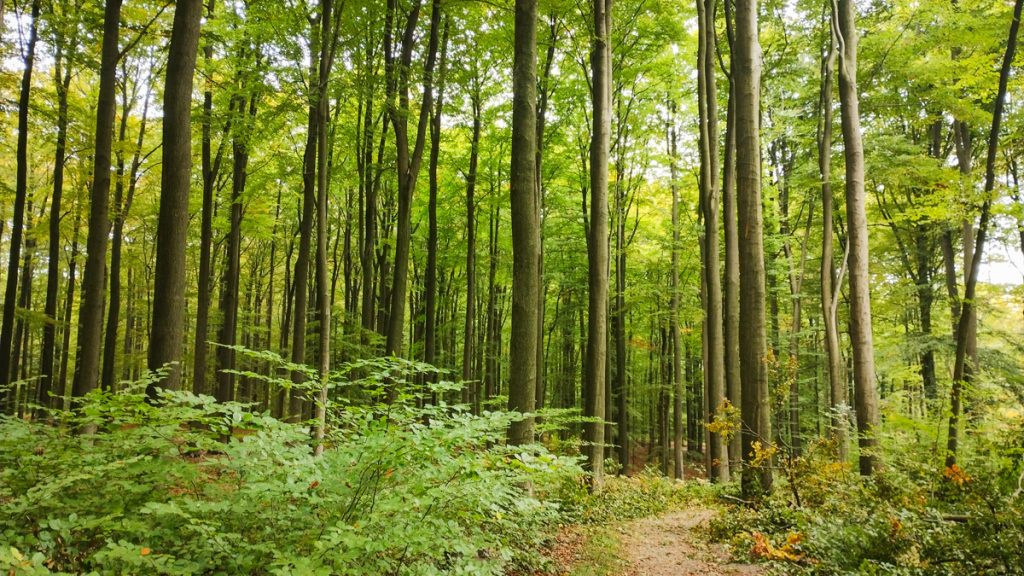 Beneficios de caminar en el bosque. Imagen de un sendero un bosque de árboles altos.