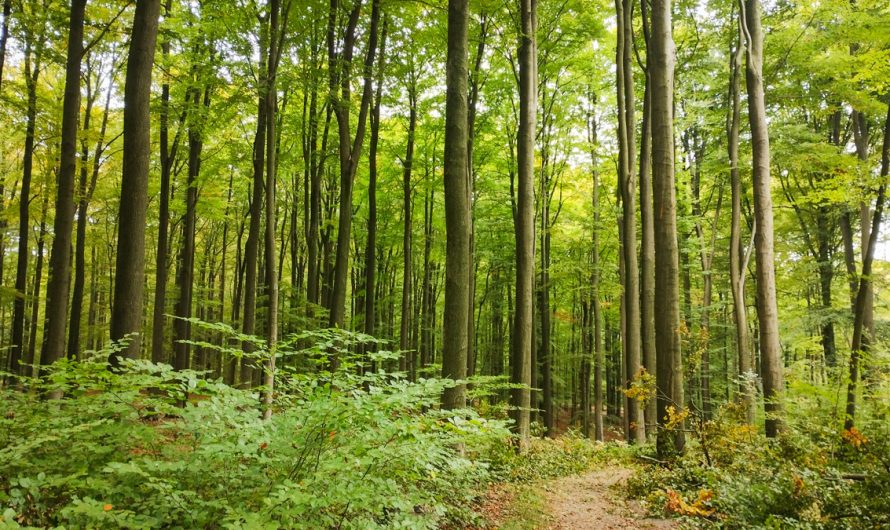 Los beneficios de caminar por el bosque