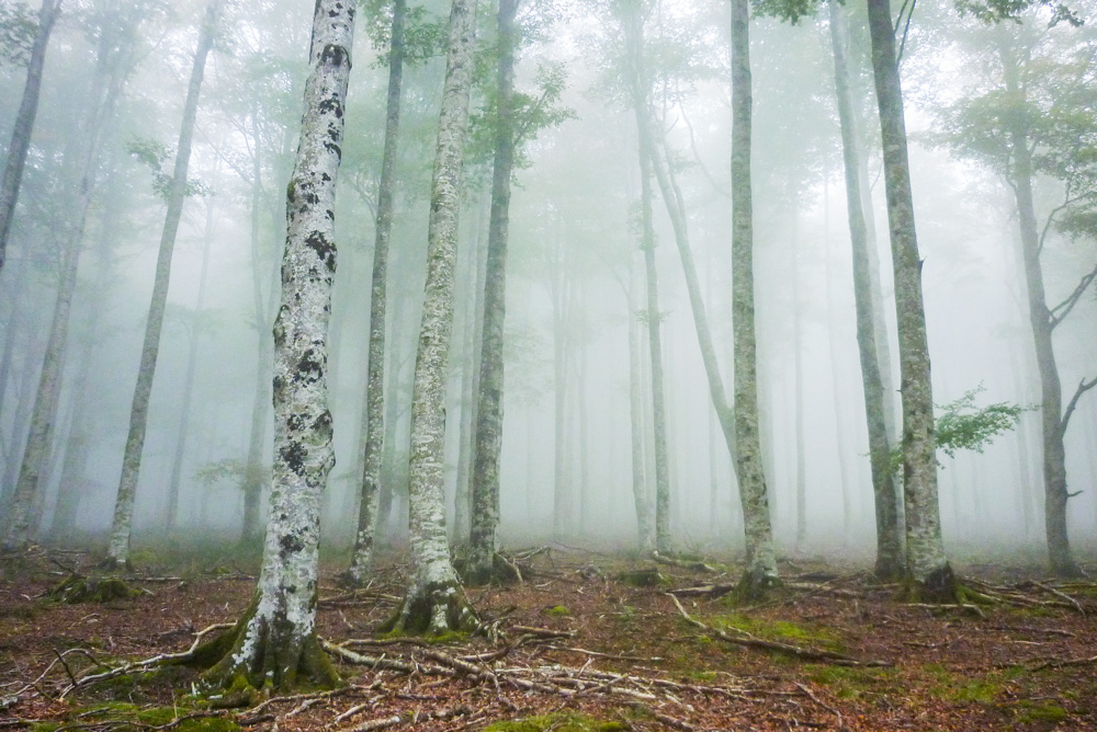 Un bosque de abedules entre la niebla.