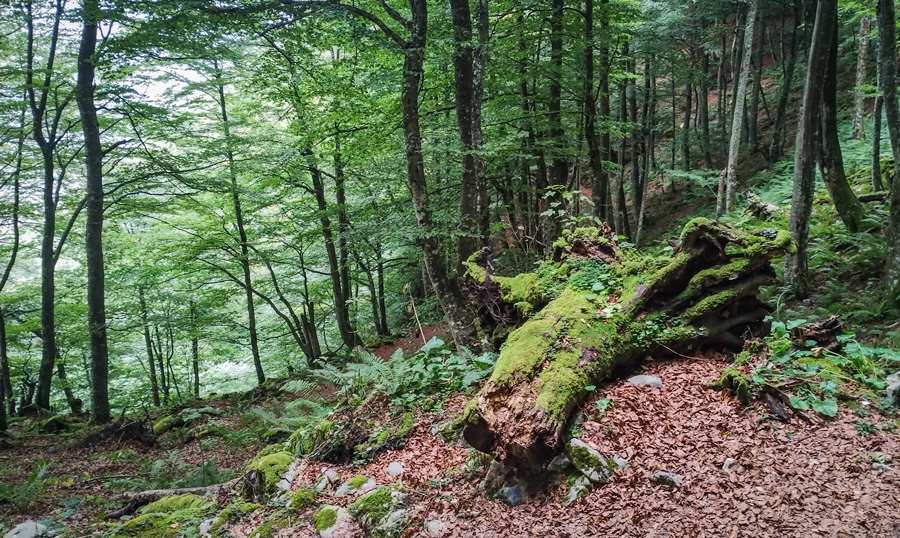 Tronco caído en un bosque