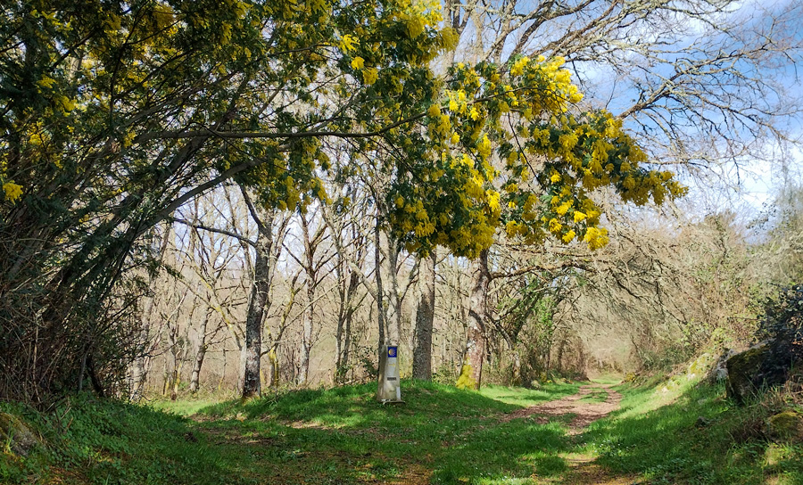 Mojón del Camino de Invierno bajo un árbol en flor