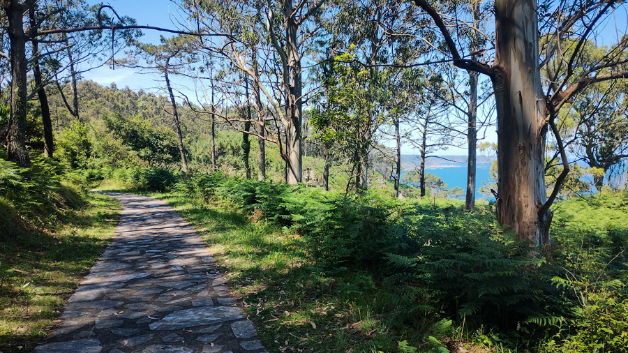 Camino entre árboles cercano al mar