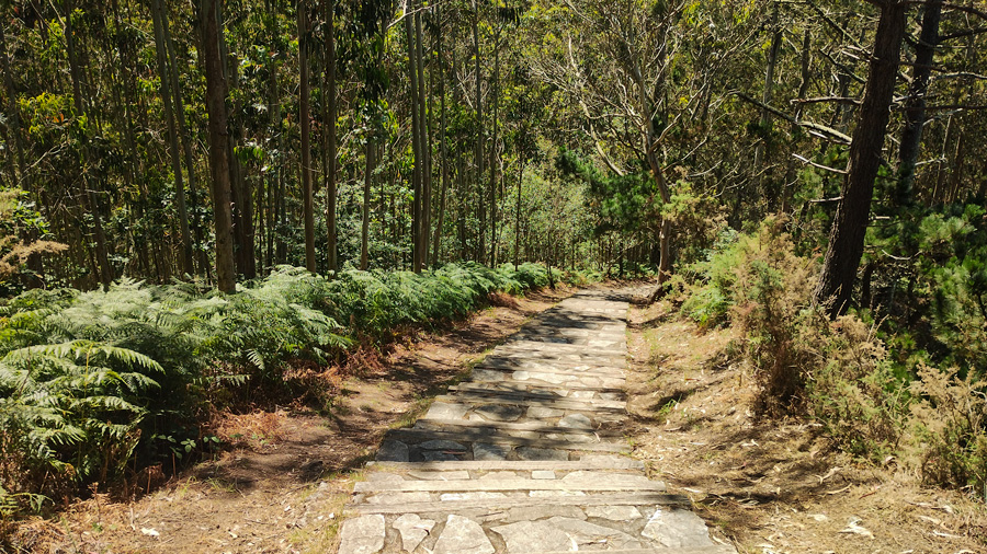 Camino de descenso entre el bosque hacia la Playa de Aguilar