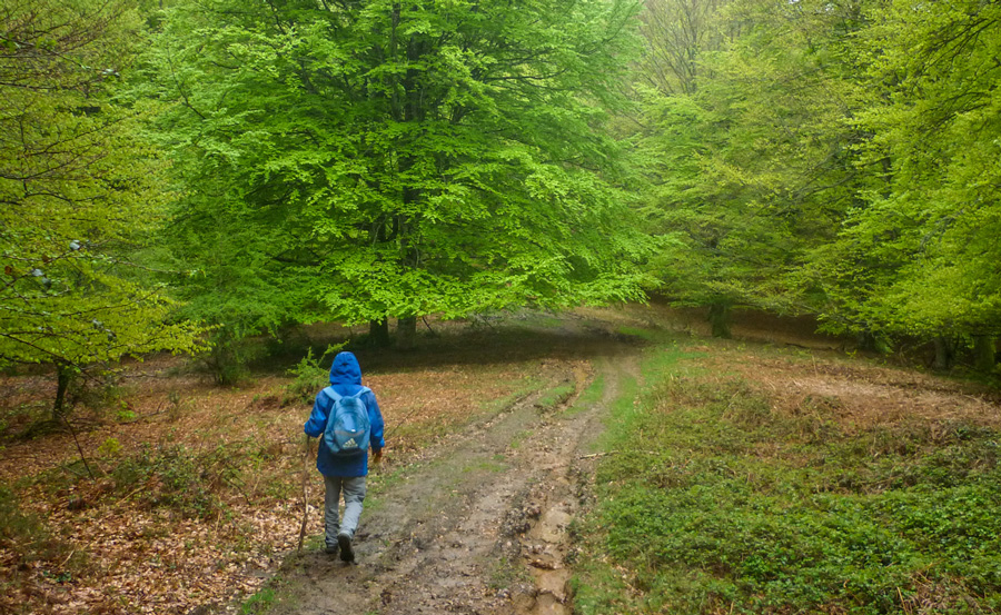 Senderista con chubasquero en un bosque