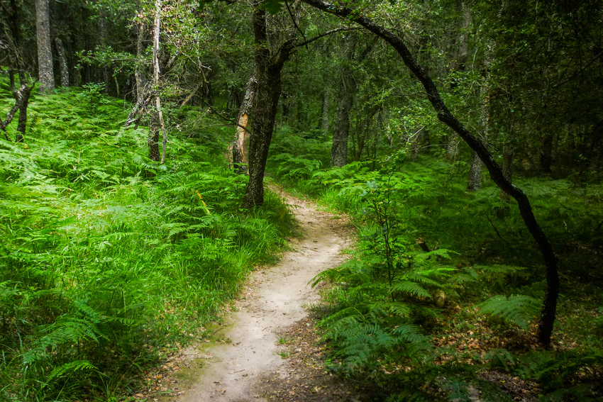 Sendero que se pierde entre los árboles